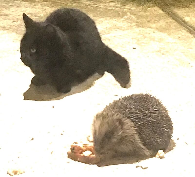 Harry the hedgehog with one of the kittens