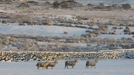 Snow expected in northwest with temperatures to drop to -5