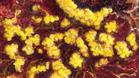 Another Life: Moss growth this year has been exceptional