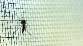 WHO certifies Belize as being malaria-free