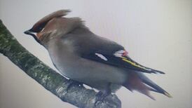 ‘We saw 18 waxwings on our outing to Inch’: Readers’ nature queries and observations