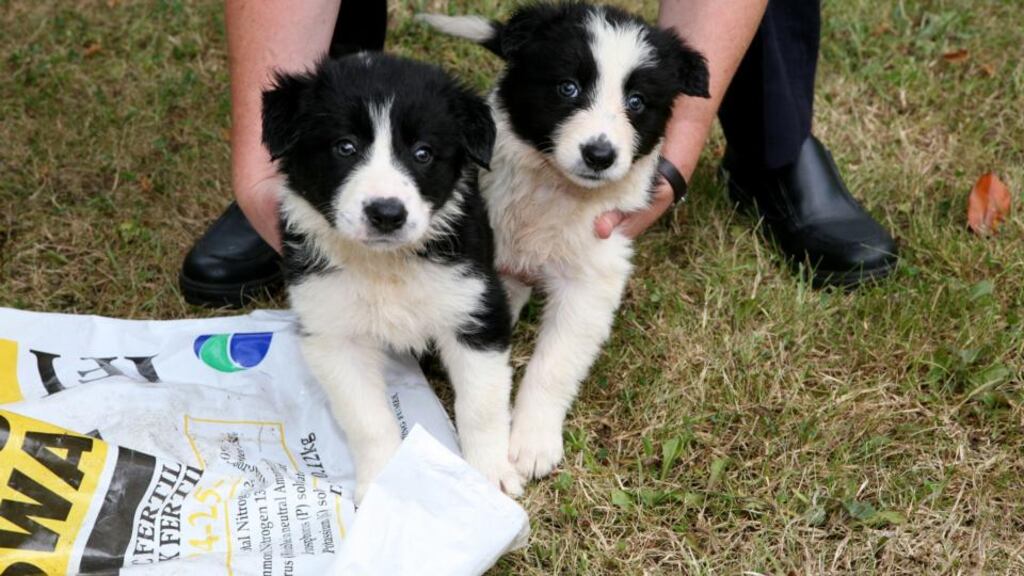 The two collies, Thelma and Louise, who were rescued from a drain in Co Roscommon.