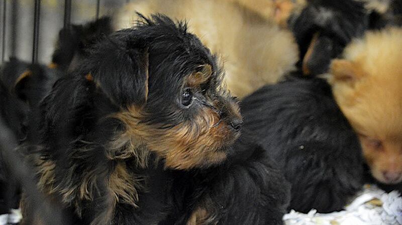 Some of the puppies rescued in a ‘shocking example’ of the illegal puppy trade. Photograph: RSPCA/PA Wire