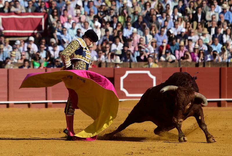 Bullfighter Andres Roca Rey performs a pass on a bull with a capote during a bullfight at La Maestranza bullring in Seville. Photograph: Cristina Quicler/AFP via Getty Images