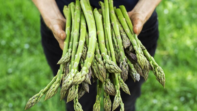 Weather has delayed Irish asparagus, but a bumper crop could be on the way.