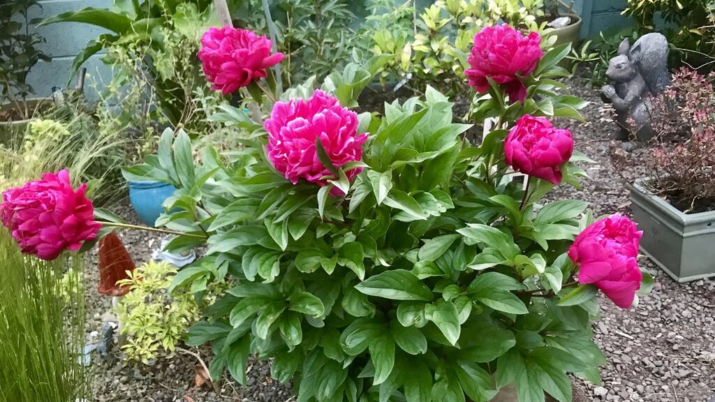 The peony in Jennifer Barrett’s garden