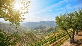 Vineyard tours: Where to visit for beauty and taste