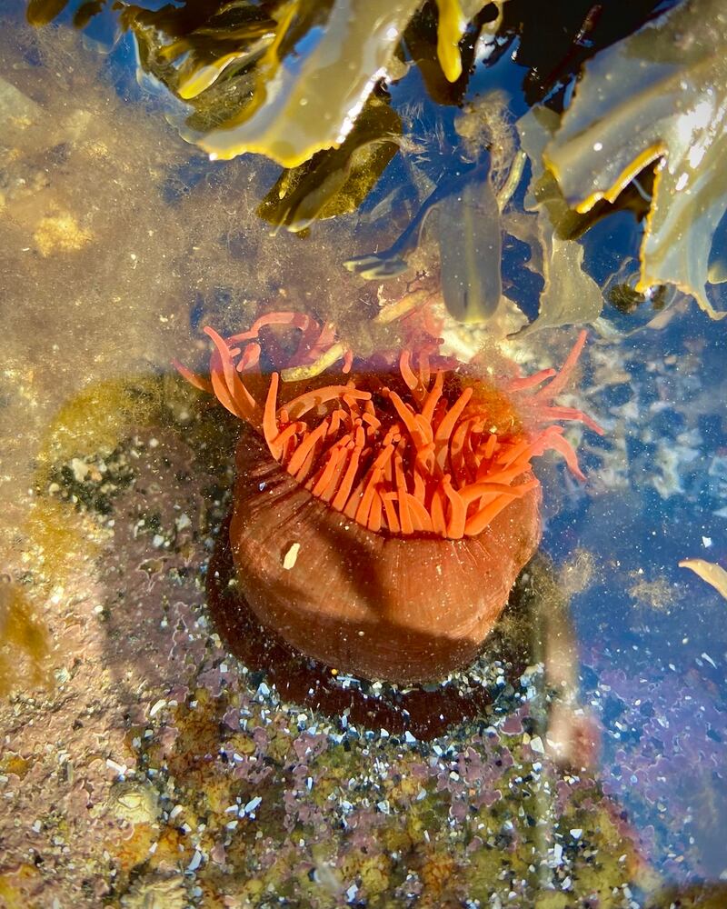 Beadlet anemone in its strawberry form