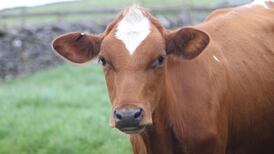 Better beef genetics can cut farm emissions, Goodman research finds