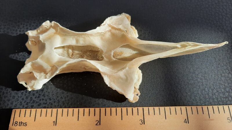 The carapace of an adult ray.