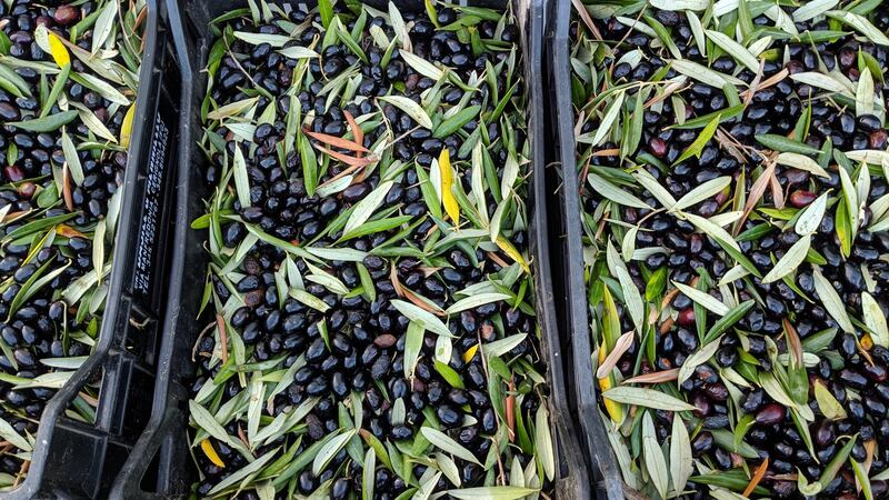 Olive harvest in Puglia