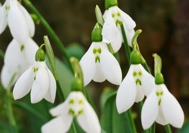 Galanthus elwesii 'Grumpy' snowdrops flowering at the Royal Botanic Gardens in Kew. Photograph: Jonathan Brady/PA Wire