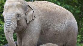 British festival of science in Swansea:   the secrets of animal behaviour captured