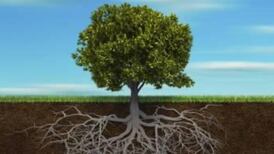 Irish Roots: Online newsreels are a treasure trove