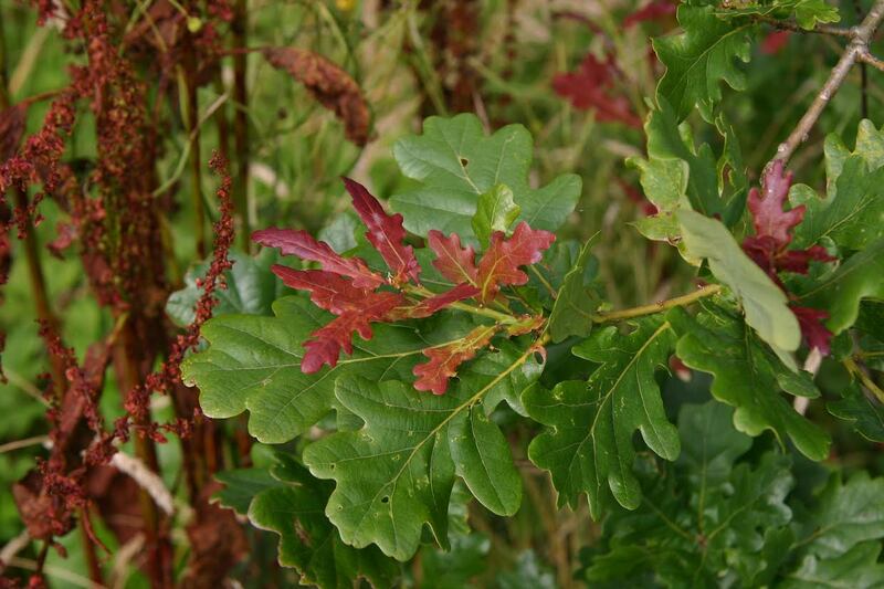 Lammas growth on an oak tree. Photograph supplied by Terry O'Toole