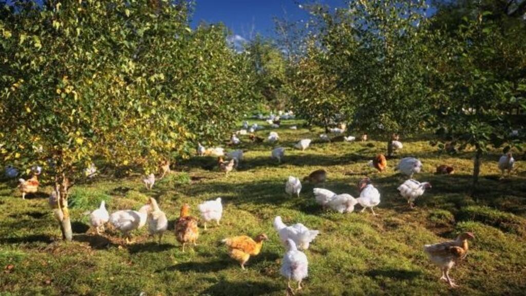 Northern Ireland’s poultry farmers supply around 14 per cent of UK chicken meat production