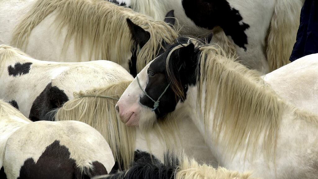Connolly’s used the nut for the production of horse feed, which it then sold to the industry. Photograph: David Sleator