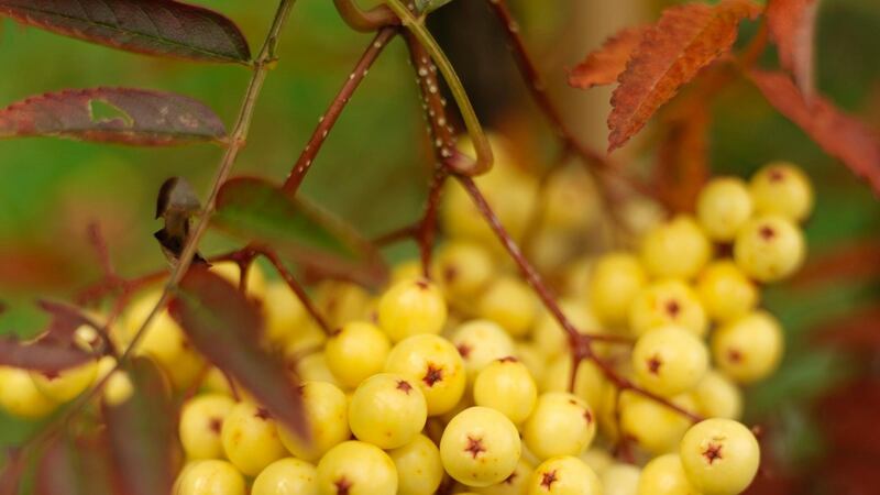 Mountain ash (Sorbus) is a great small tree for a front garden, producing bid-friendly colourful berries in autumn. Photo credit Richard Johnston