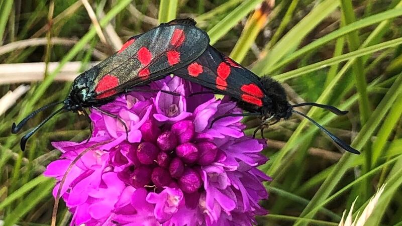 A pair of six-spot burnet moths on a pyramidal orchid