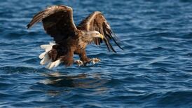 Young eagles land in Kerry from Norway to bolster Irish breeding population