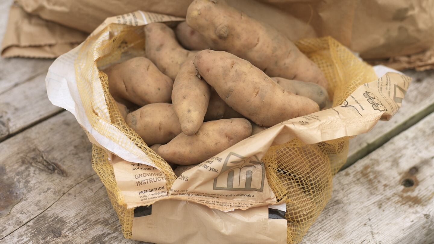 Seed potatoes ready to plant. Photograph: Richard Johnston