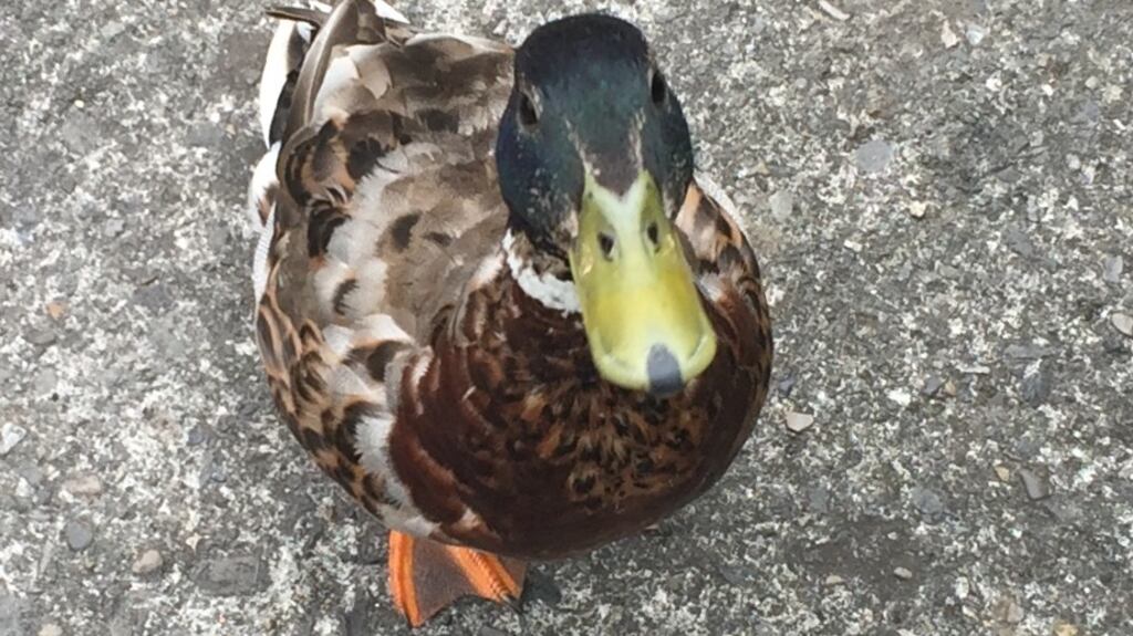 ‘It may be that, as experts suggest, their mating period has already passed, and that while human wedding season is only starting, the ducks have moved on, in every sense.’