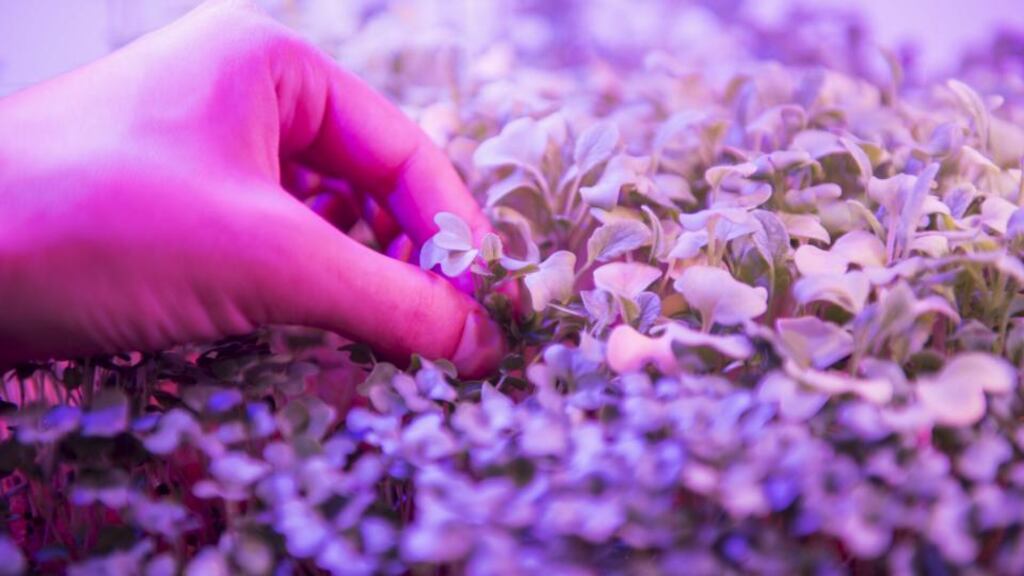 Different vegetables grow in an automated greenhouse prototype by Agrilution in Munich, Germany