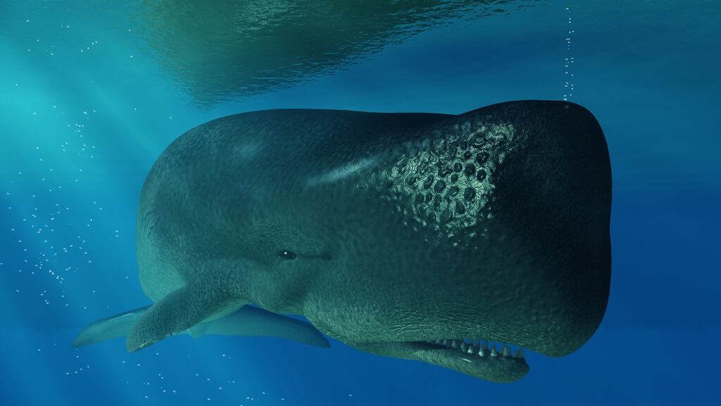 Two  female sperm whales were found dead  at Maghery beach and Malin Head in Co Donegal last week. Photograph: iStock