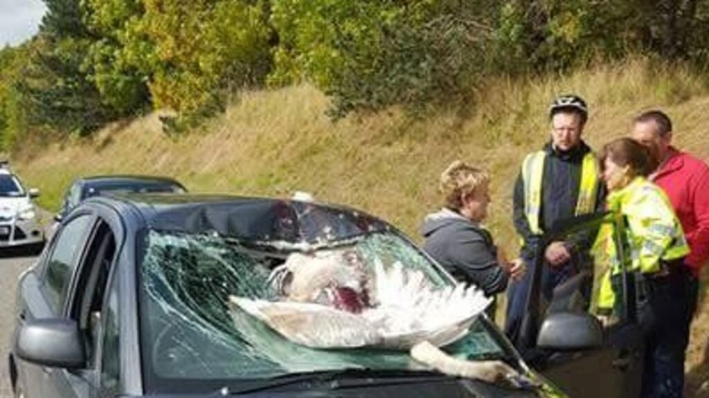 A motorist escaped serious injury after a swan flew straight into the windscreen of her car as she was driving in Co Cork. Photograph: Provision.