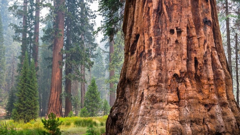 Fire is essential for sequoia reproduction. Photograph: Getty Images