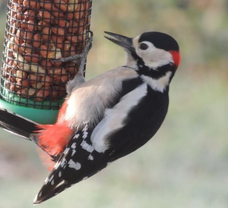 Great spotted woodpecker