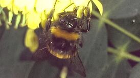 Is it unusual to see a bumblebee at this time of year? Readers’ nature queries