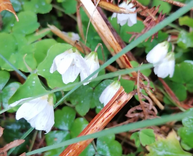This is a lovely photograph – not of the spring snowflake but of the wood sorrel. Photograph: Paul Dunne