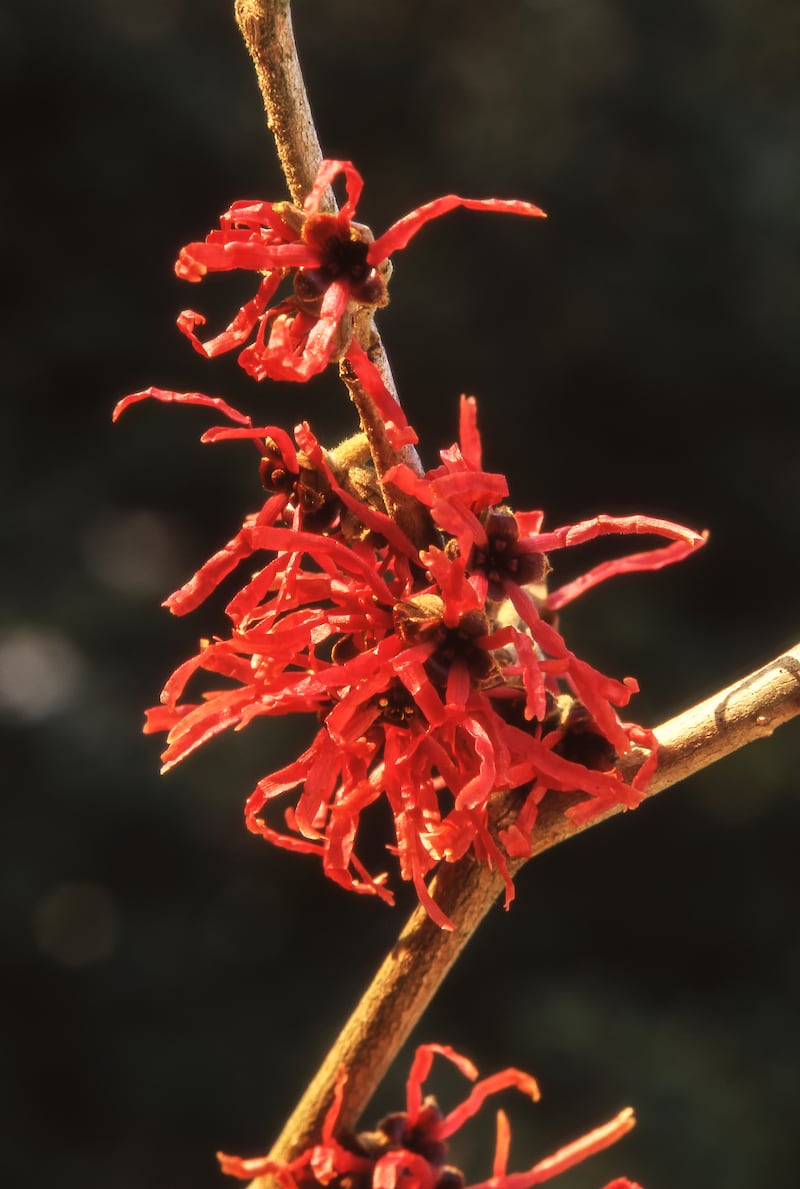 Hamamelis (witch hazel) are exceptionally long-living and slow-growing. Photograph: iStock