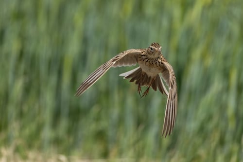 An fhuiseog ag éirí