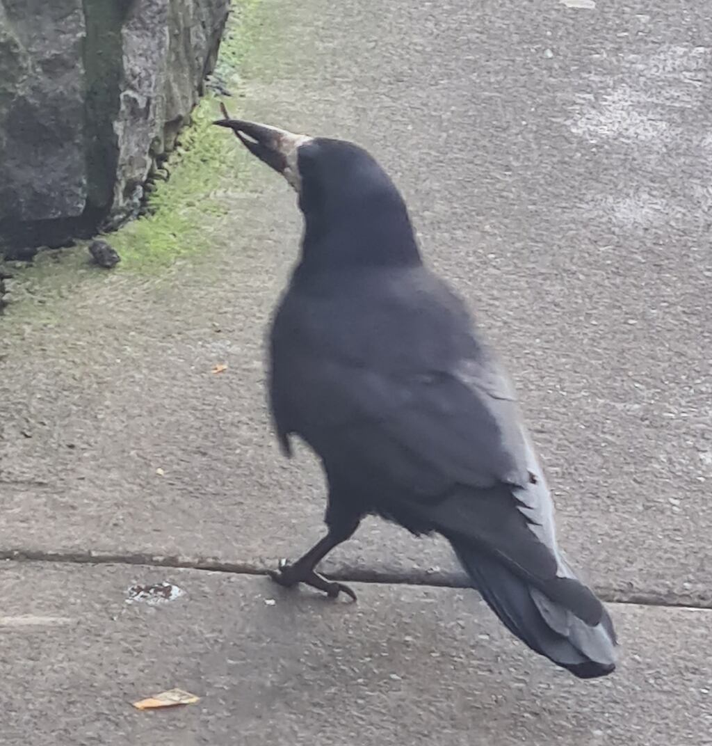 Rook with deformed bill spotted in Galway city. Photograph: Neil Spellacy
