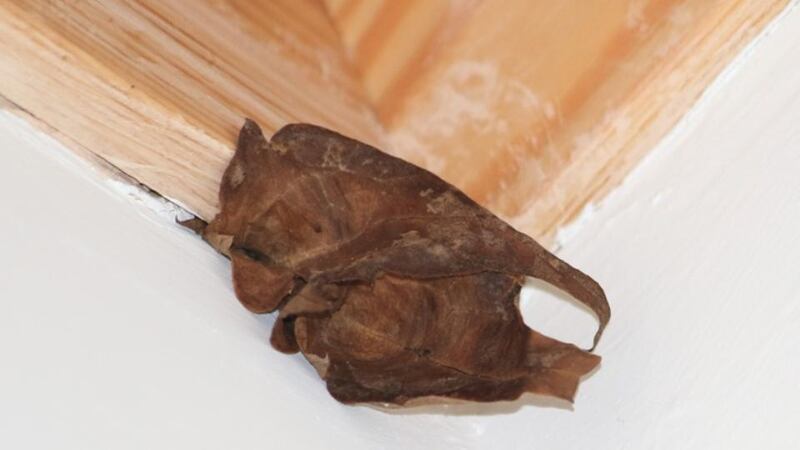 Peacock butterflies spotted by Liz and Frank Butler in Naas, Co Kildare