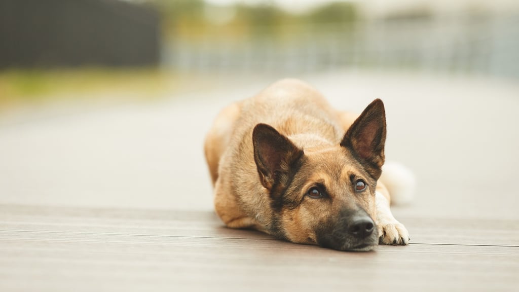 USPCA: ‘Never have we seen cases like this so quick on the back of Christmas.’ Photograph: iStock