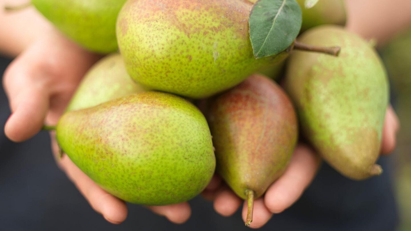 A handful of harvest: freshly picked pears from an Irish garden. Photograph: Richard Johnston