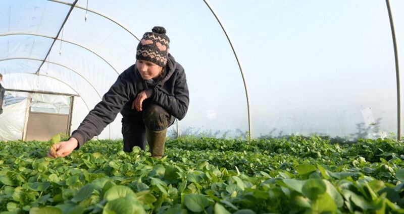 Aoife McNally, at McNally Family Farm, growers of seasonal organic vegetable & salads, at Balrickard, Co Dublin. Photograph: Dara Mac Dónaill/The Irish Times