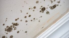 Keep those mouldy spots at bay