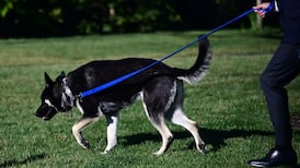 Biden’s German Shepherd Major in dog house after second biting incident