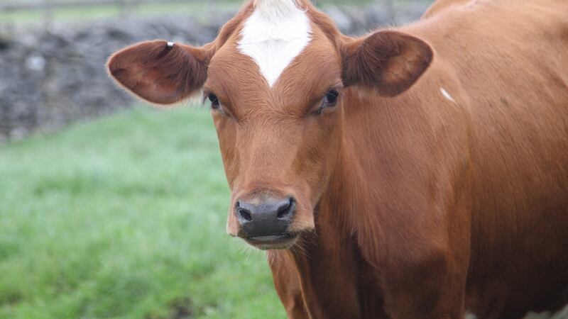 Bó Selecta – Frank McNally on mythical cows, real-life Border roads, and Brexit