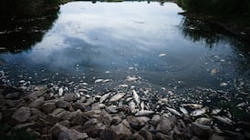 Oil-spill barriers used on Oder river to catch tonnes of dead fish