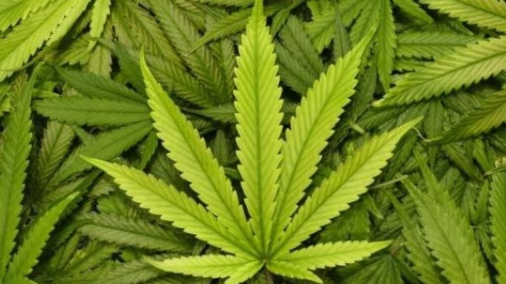Herbal cannabis worth more €4 million has been found a consignment of frozen meat in an unaccompanied container that arrived from France.