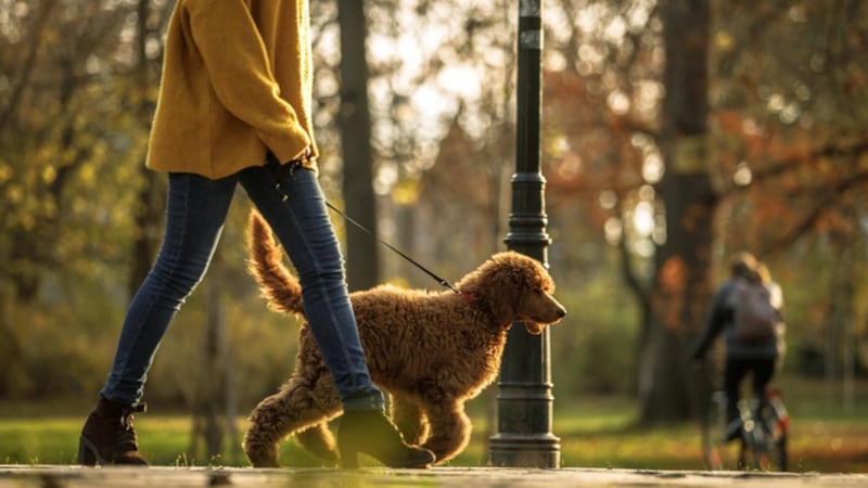 More Irish cancer patients to get access to experimental drugs