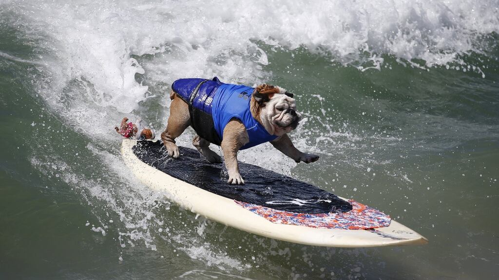 Surfer Dog Tillman rides a wave at the Surf City surf dog contest in Huntington Beach, California. Photograph: Lucy Nicholson/Reuters