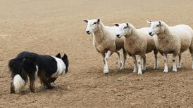 An Innocent Prisoner