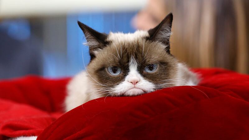 Grumpy Cat: Sleep well, sweet prince