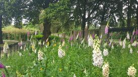 Dublin in bloom: City thrives under new ‘wilding’ policy